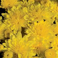 Buttercup Yellow Garden Mum