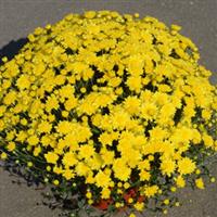 Buttercup Yellow Garden Mum