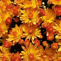 Cracklin Golden Yellow Garden Mum