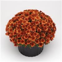 Kickin' Spicy Orange Garden Mum