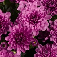 Skyfall<sup>®</sup> Pink Garden Mum
