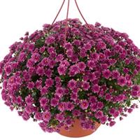 Skyfall<sup>®</sup> Pink Garden Mum