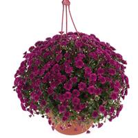 Skyfall<sup>®</sup> Purple Garden Mum