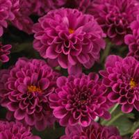 Skyfall<sup>®</sup> Purple Garden Mum