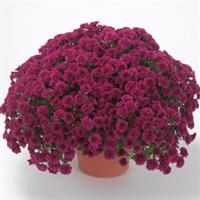Skyfall<sup>®</sup> Purple Garden Mum