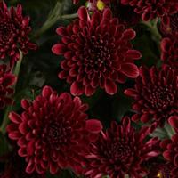 Skyfall<sup>®</sup> Red Garden Mum