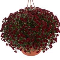 Skyfall<sup>®</sup> Red Garden Mum