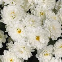 Skyfall<sup>®</sup> White Garden Mum
