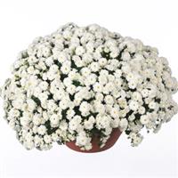 Skyfall<sup>®</sup> White Garden Mum