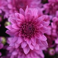 Tribeca Dark Pink Garden Mum