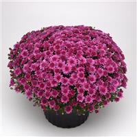 Tribeca Dark Pink Garden Mum