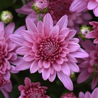 Tribeca Pink Garden Mum