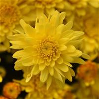 Tribeca Yellow Garden Mum