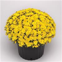 Tribeca Yellow Garden Mum
