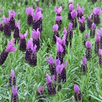 Lavender LaVela™ Dark Violet
