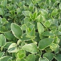 Vinca Major Variegata