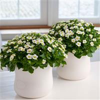 Princess White Exacum