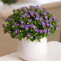 Princess Deep Blue Exacum