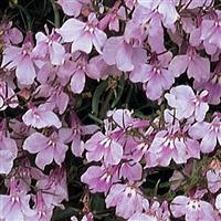 Regatta Lilac Lobelia