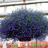 Regatta Midnight Blue Lobelia