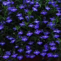 Regatta Midnight Blue Lobelia