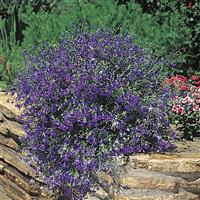 Regatta Midnight Blue Lobelia
