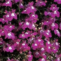 Regatta Rose Lobelia