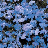 Regatta Sky Blue Lobelia