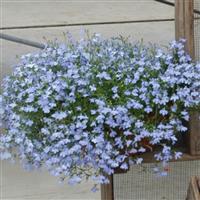 Regatta Sky Blue Lobelia
