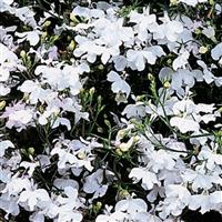 Regatta White Lobelia
