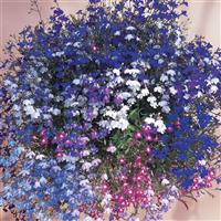 Regatta Mixture Lobelia