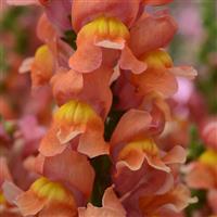 Rocket Bronze Snapdragon