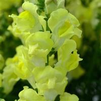 Rocket Golden Snapdragon