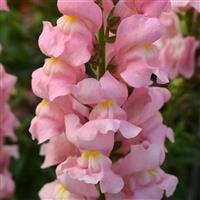 Rocket Pink Snapdragon