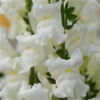 Rocket White Snapdragon