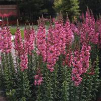 Rocket Rose Shades Snapdragon