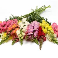 Rocket Mixture Snapdragon