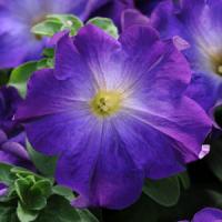Paparazzi<sup>®</sup> Midnight Blue Petunia
