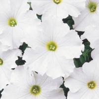 Paparazzi<sup>®</sup> White Diamonds Petunia