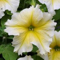 Paparazzi<sup>®</sup> Glitz Yellow Petunia