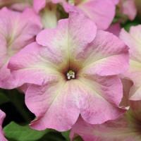 Paparazzi<sup>®</sup> Rodeo Rose Petunia