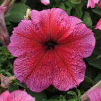 Paparazzi<sup>®</sup> Fashion Cherry Petunia