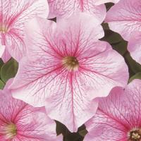 Paparazzi<sup>®</sup> Glamour Pink Petunia