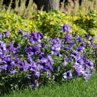 Paparazzi<sup>®</sup> Palladium Purple Petunia