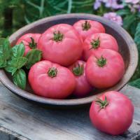 Big Pink Tomato