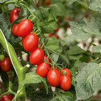 Tasti-Wee<sup>®</sup> Tomato