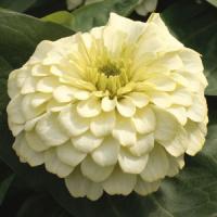 White Wedding Zinnia
