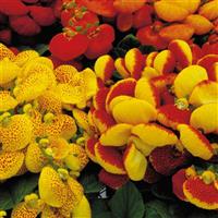 Dainty Mix Calceolaria