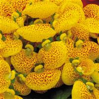 Dainty Yellow Spotted Calceolaria
