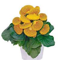 Dainty Yellow Spotted Calceolaria